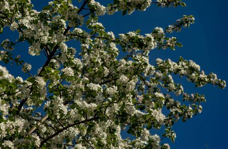 spring white flowers blooming apple trees on a blue backgroundの写真素材