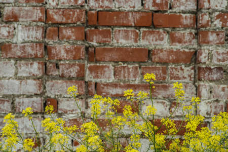 Small yellow flowers on a brick wall background. Textureの写真素材