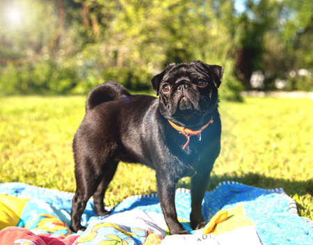 Black pug on a bright sunny lawn.の写真素材