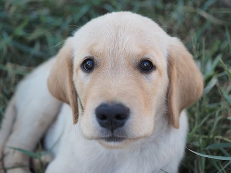 puppy dogの写真素材