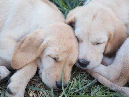 puppy dogの写真素材