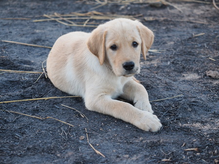 puppy dogの写真素材