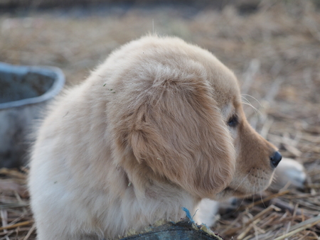 puppy dogの写真素材