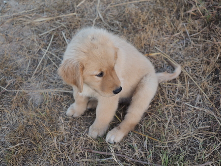 puppy dogの写真素材