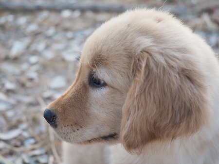 puppy dogの写真素材