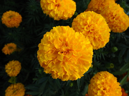 marigoldの写真素材
