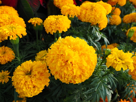 marigoldの写真素材