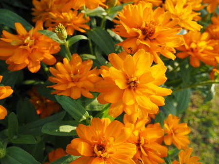 marigoldの写真素材