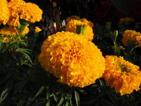 marigoldの写真素材