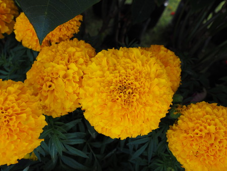 marigoldの写真素材