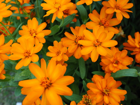 marigoldの写真素材