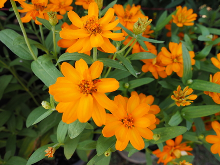 marigoldの写真素材