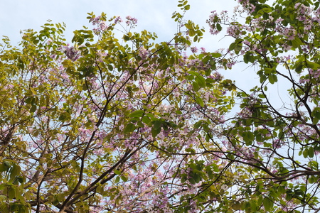 flowerの写真素材