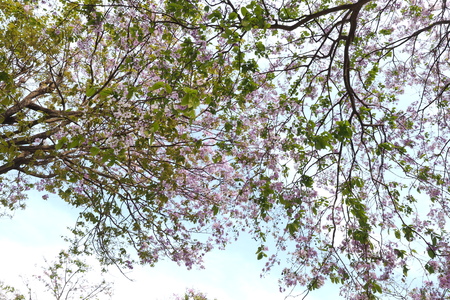 flowerの写真素材