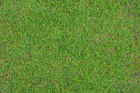 top view grassの写真素材