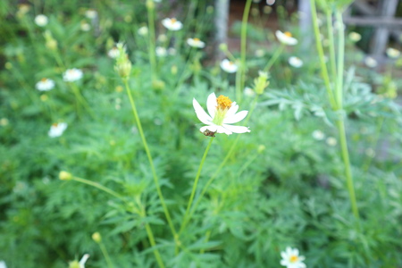 white flowersの写真素材