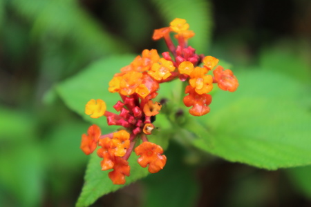 Lantana Camara Flowerの写真素材