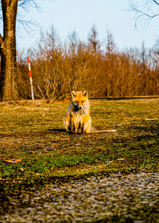 Japanese fox in the sunshine