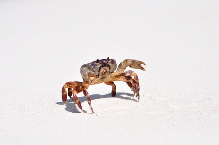 Crab chicken on the beach Koh Tachai Islandの写真素材
