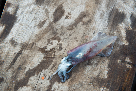 Fresh squid on wood background