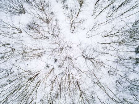 Winter forest. Top down aerial view.の写真素材
