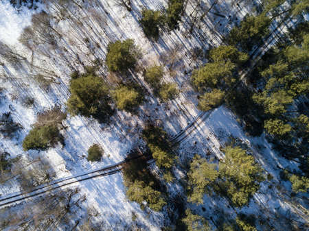 Aerial view of winter forest covered in snow and frost. Aerial shot.の写真素材