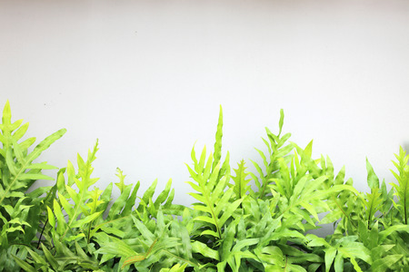 green leaf on white wallの写真素材