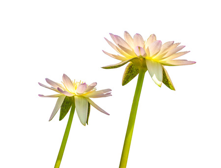 lotusの写真素材