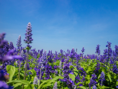 Blue Salvia plantの写真素材