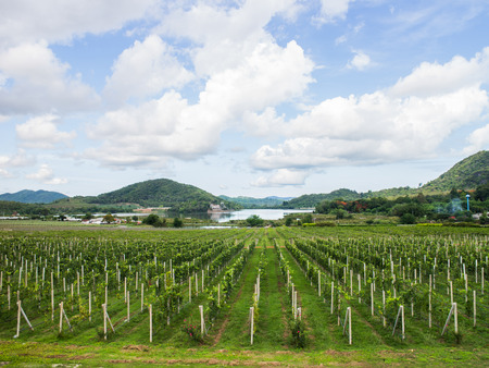 Vineyards on the Hills of thailand under the blue skyの写真素材