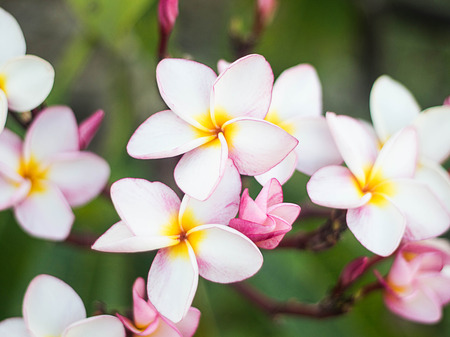 Plumeria. Beautiful pink inflorescence.の写真素材