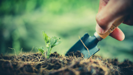 Gardening and agriculture concept. Close up of man's hand planting a tree in the garden.の写真素材
