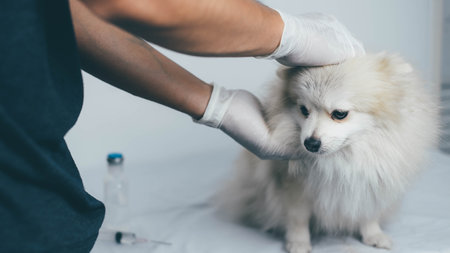 Veterinarian doctor giving an injection to a pomeranian dogの写真素材