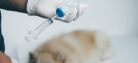 The vet injected the syringe to treat sick animals.Vaccination concept. Healthcare, hospital and medical diagnostics.の写真素材