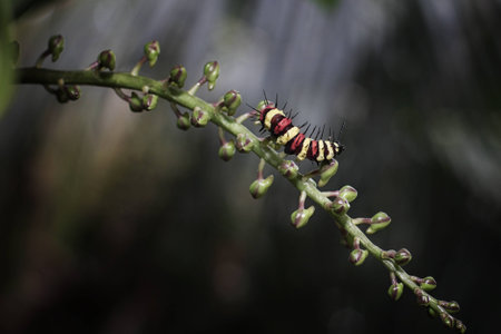 Slug lessの写真素材