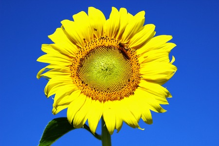 Big sunflower is blooming and little bee looking for syrupの写真素材