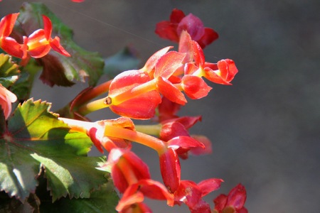 Portulaca oleracea Common Purslane, Verdolaga, Pigweed, Little Hogweedの写真素材