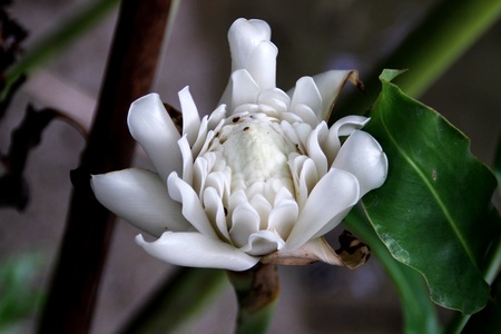 Etlingera elatior