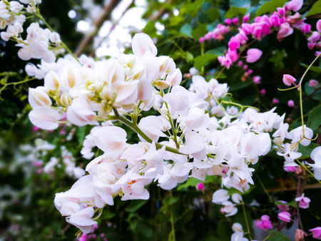 Bougainvillea