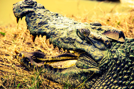Crocodylus siamensisの写真素材
