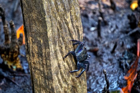 MEDER'S MANGROVE CRAB at Ao Khung Kraben Development Study Center under the advice of His Majesty the Kingの写真素材
