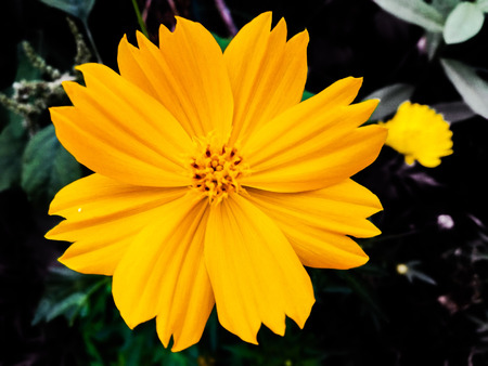 Cosmos sulphureus is also known as sulfur cosmos and yellow cosmos. It is native to Mexico, America, Europe, Asia, and Australiaの写真素材