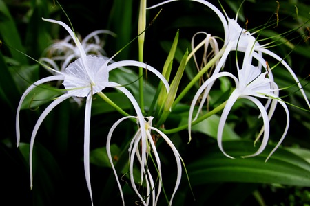 Hippeastrum johnsonii Buryの写真素材