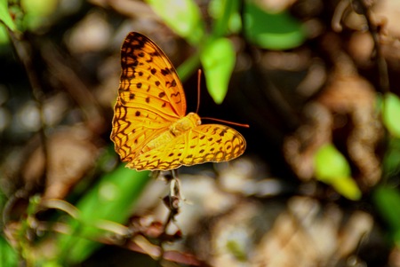 Common Leopard,Phalantaの写真素材