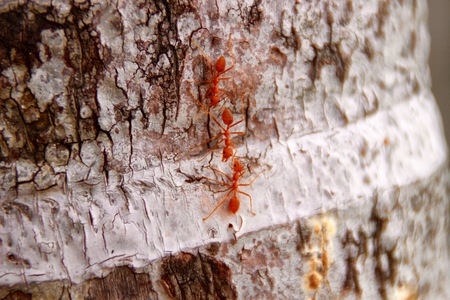 Weaver ants or green ants (genus Oecophylla) are eusocial insects of the family Formicidae (order Hymenoptera)の写真素材