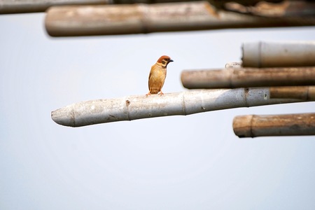 freedom bird on the roofの写真素材