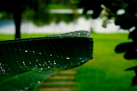 After raining and raindrop on banana leafの写真素材