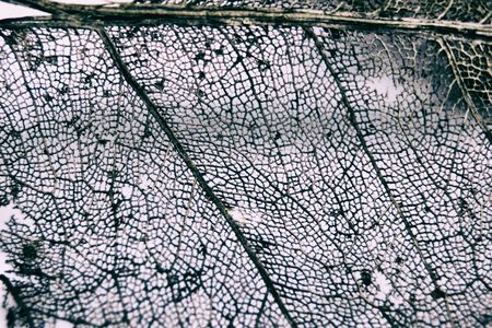 Pinnate Venation is vein arrangement in a leaf with one main vein extending from the base to the tip of the leaf and smaller veins branching off the main veinの写真素材