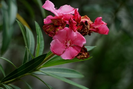 In the Thai herbal medicine, the olefins,Nerium oleander have the following properties: Root...