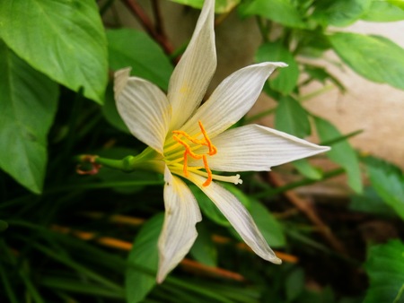 Zephyranthes carinata, commonly known as the rosepink zephyr lily or pink rain lilyの写真素材
